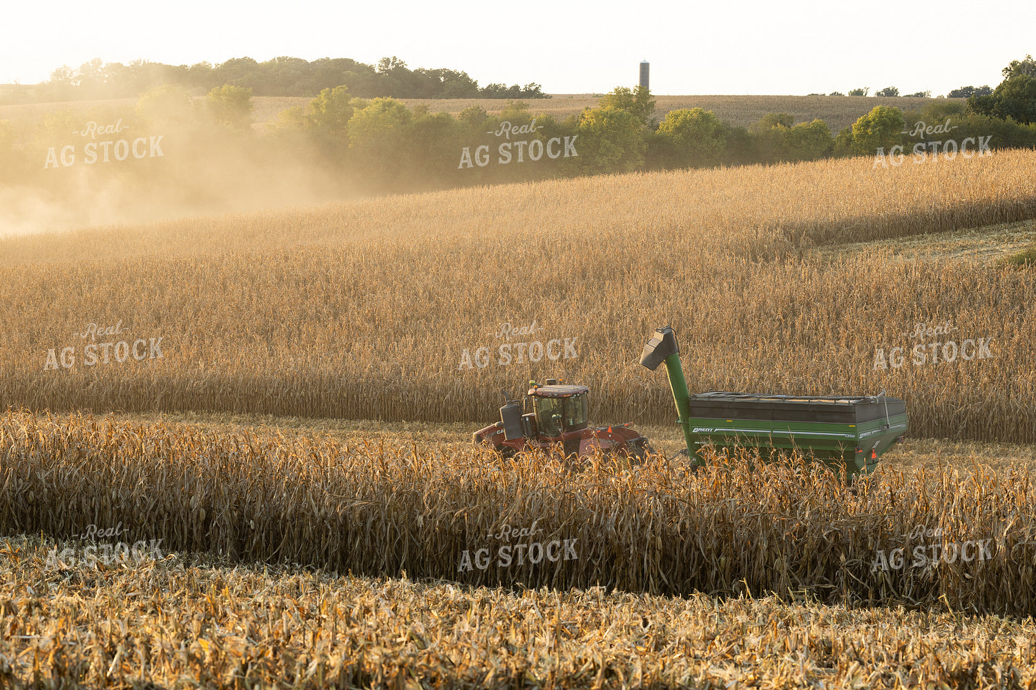 Corn Harvest 215147