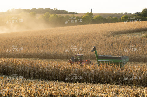 Corn Harvest 215147