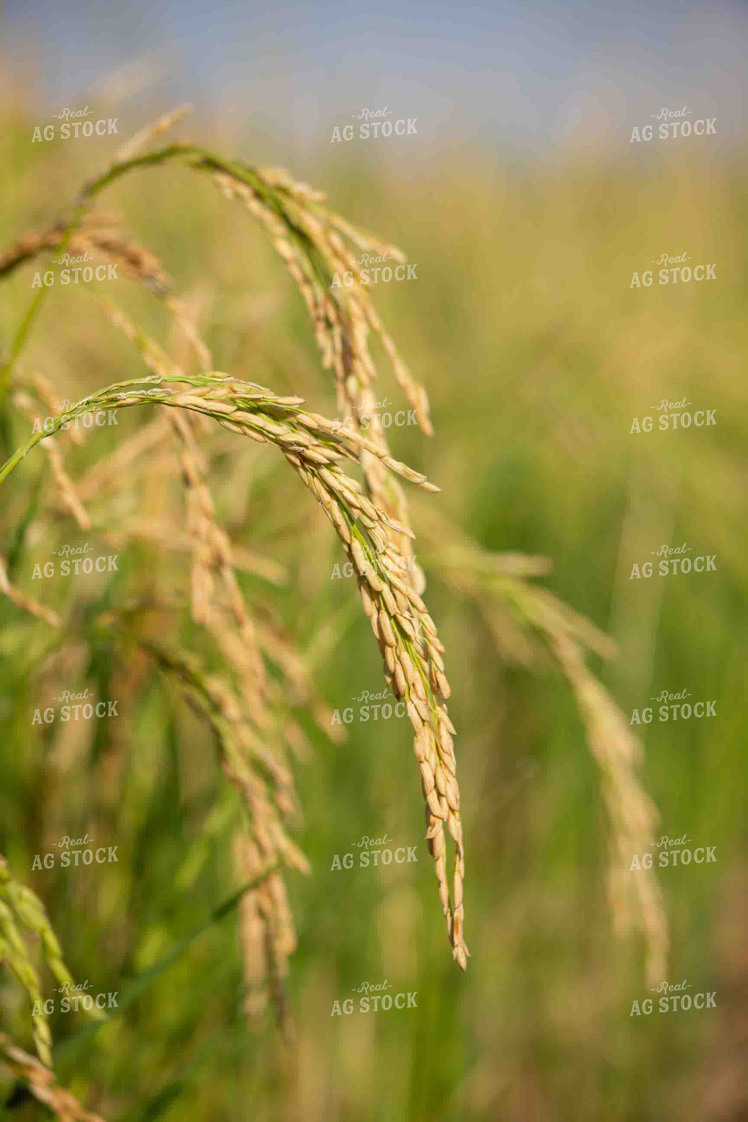 Rice 291042