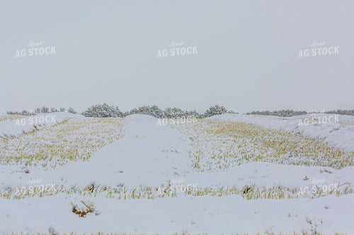 Snow Covered Barley 138075