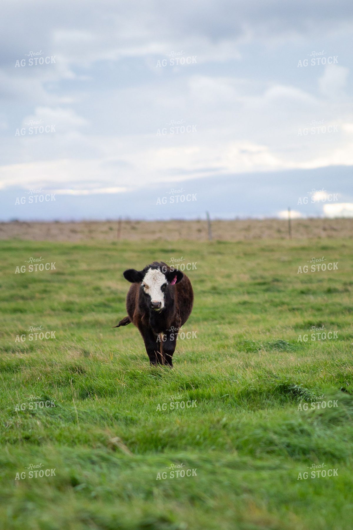 Black Baldy Calf Walking Through Green Pasture 406128