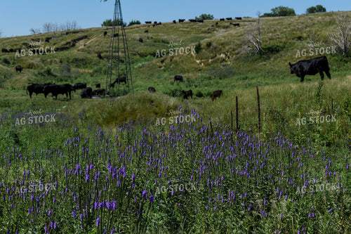 Cow Calf Pair on Pasture 259013