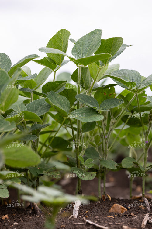 Soybeans 79880