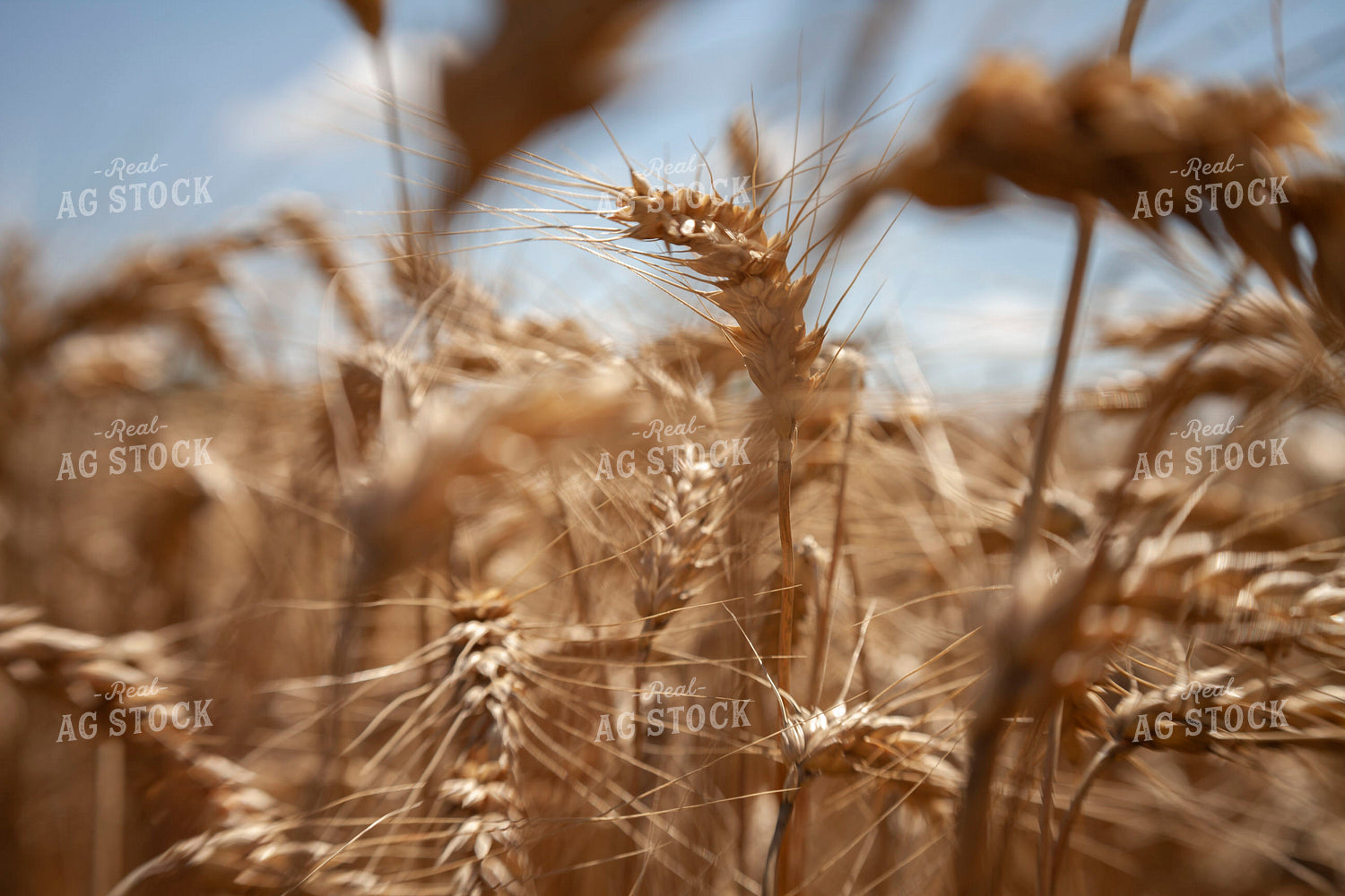 Wheat 2161