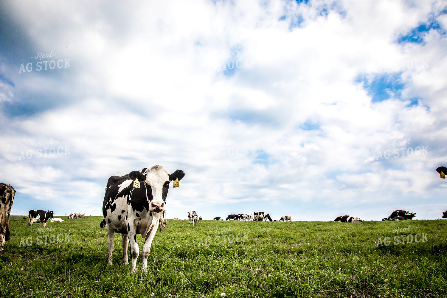 Holstein Cattle in Pasture 250103
