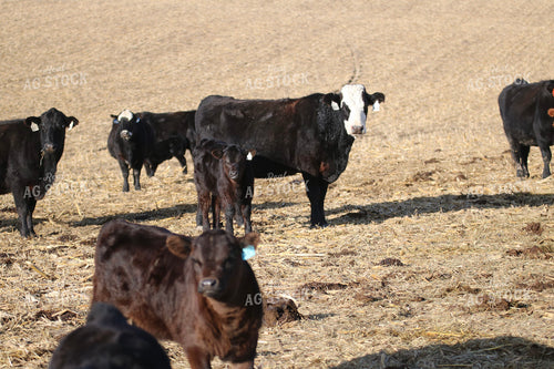 Angus Cattle on Pasture 82198