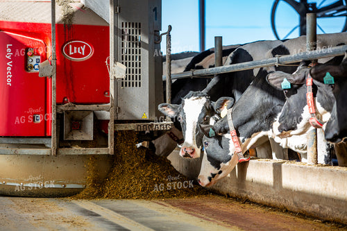 Robotic Feeder in Holstein Cattle Barn  270275
