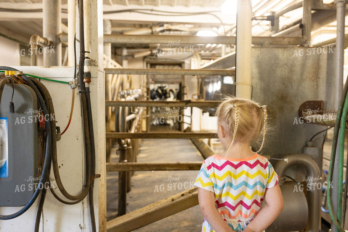 Young Girl Observing Dairy Milking Parlor Equipment 405027