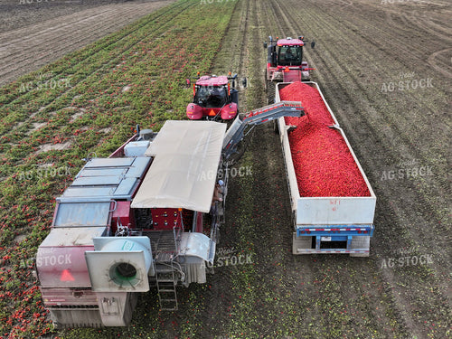 Tomato Harvest 109110