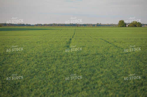 Green Wheat Field 5432