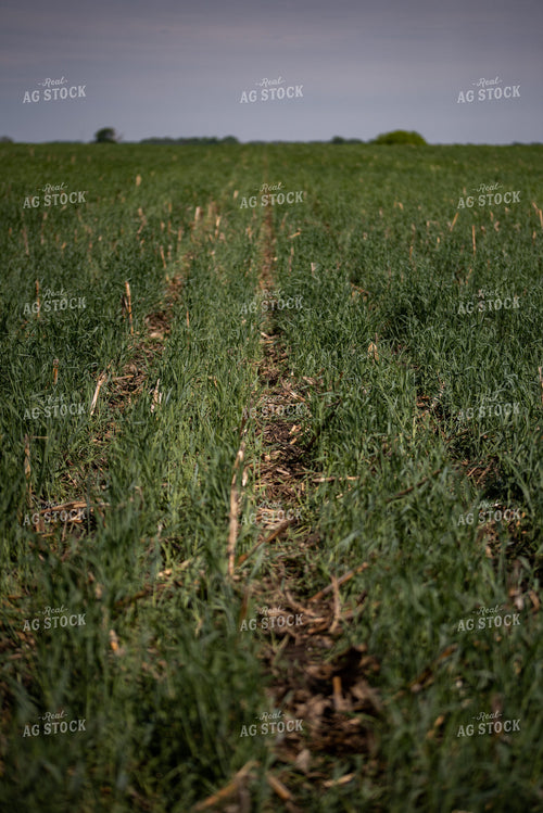 Cover Crop Field 76145