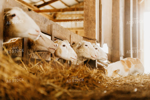 Sheep Eating Straw 68133