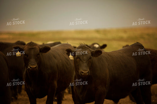 Feedyard Cattle 3848