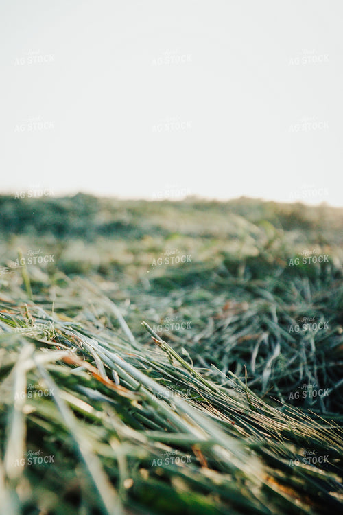 Wheat Green Chopped for Forage 83168