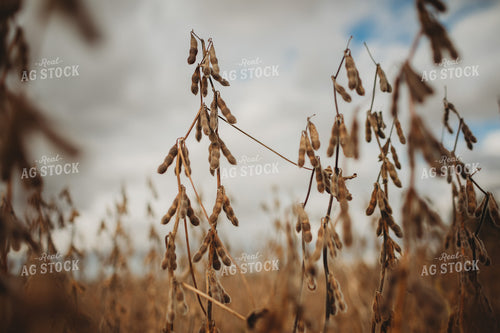 Dry Soybeans Under Cloudy Sky 3371