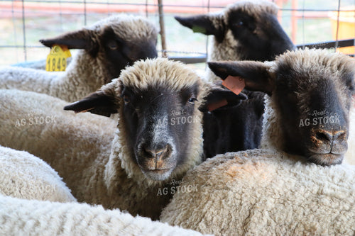 Sheep 201029