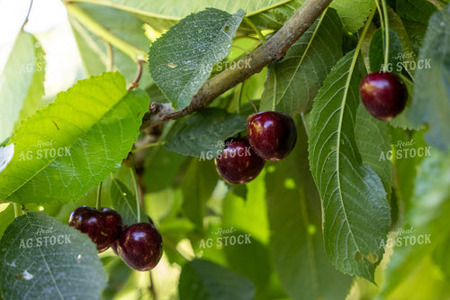 Cherries 65772