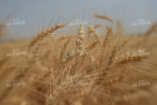 Field of Wheat 57035