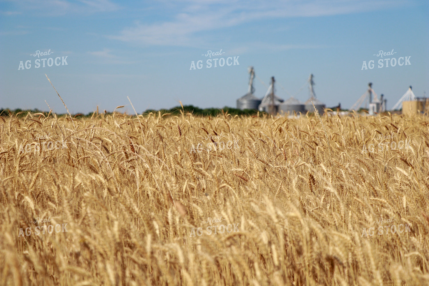 Dried Wheat Field 60023