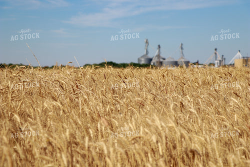 Dried Wheat Field 60023