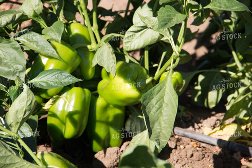 Green Peppers 105064