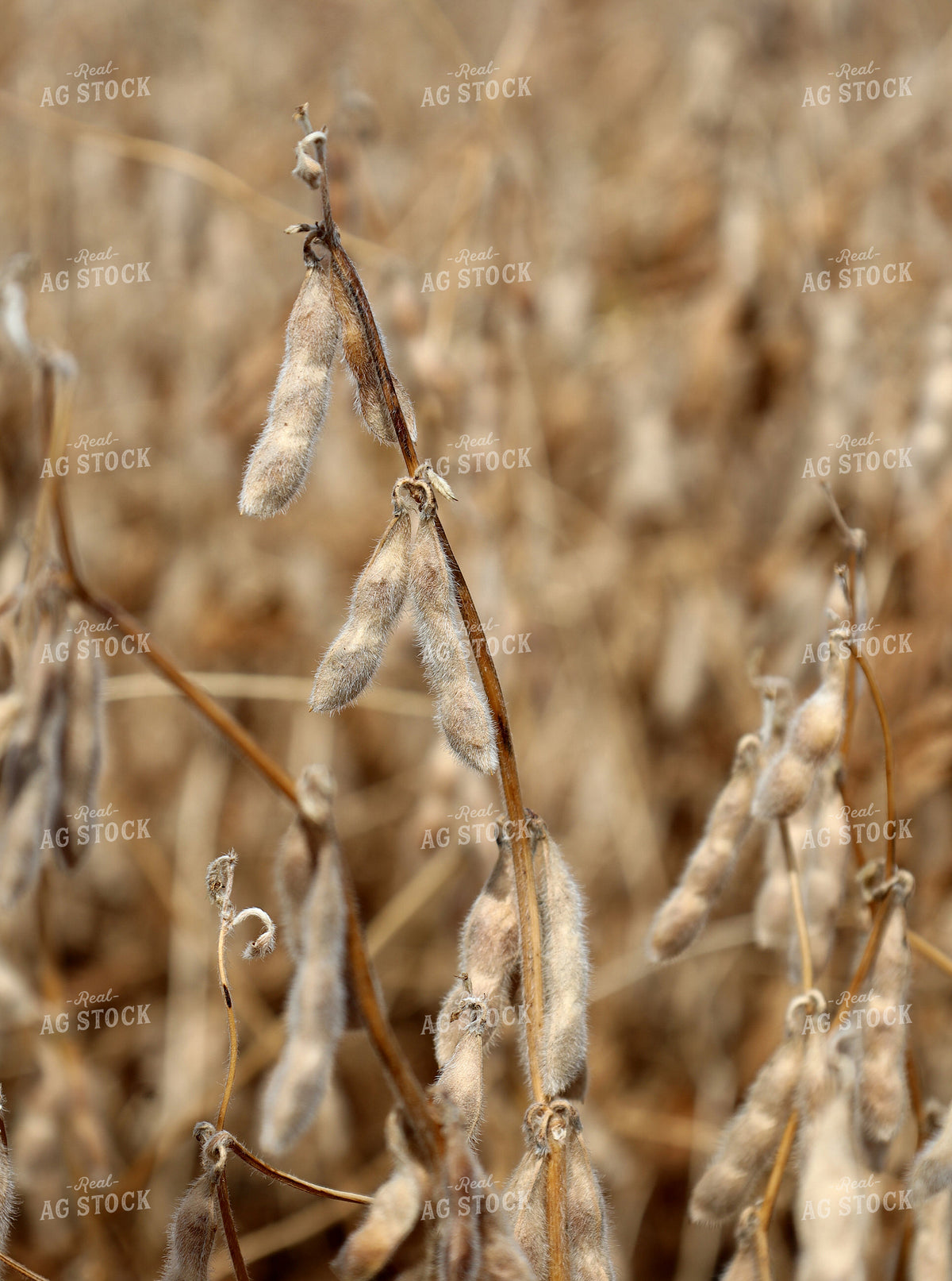 Dried Soybeans in Field 141802