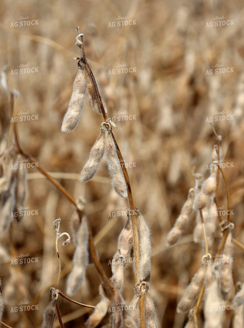 Dried Soybeans in Field 141802