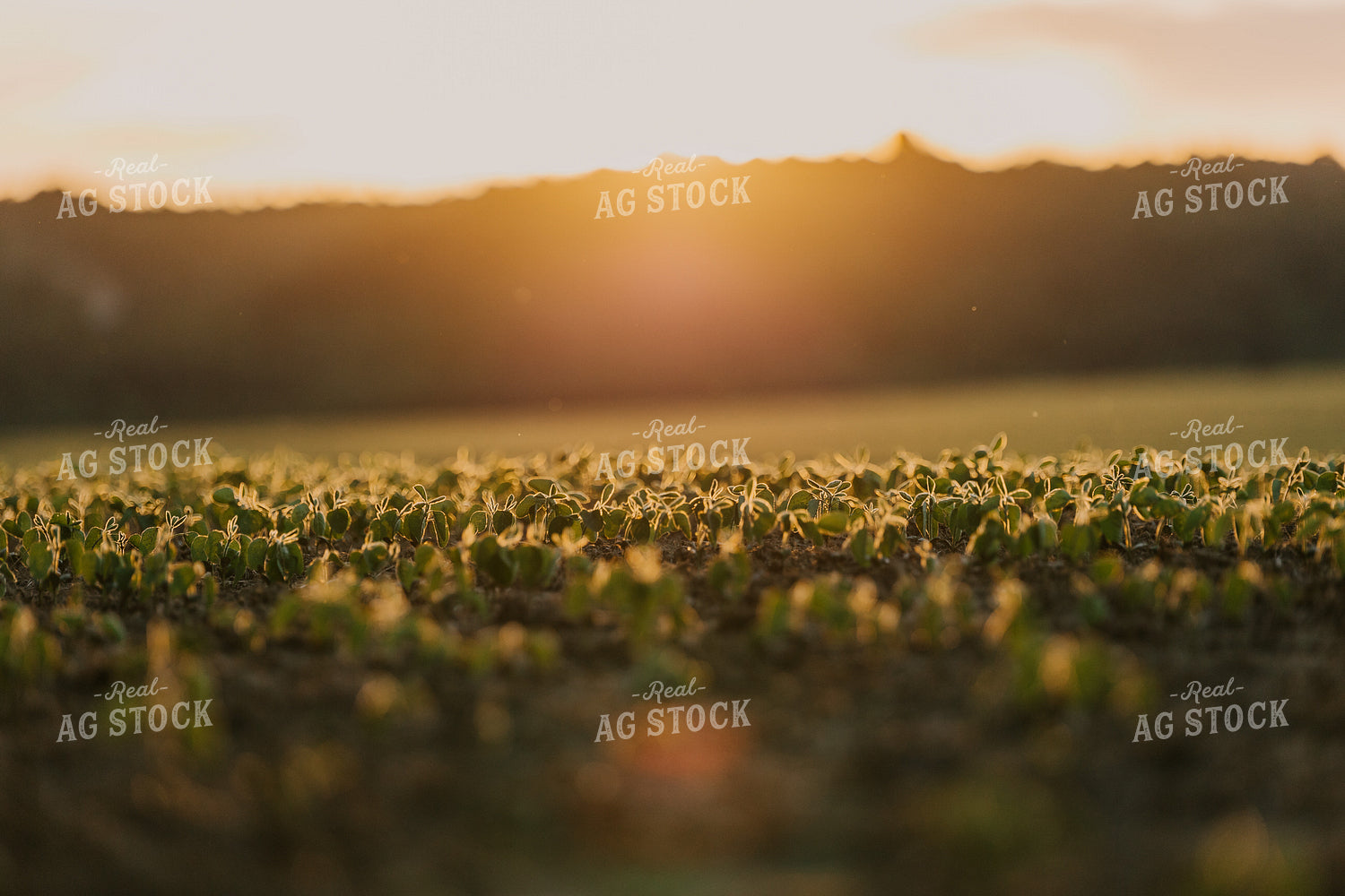 Early V1 Soybean Field at Sunset 52488