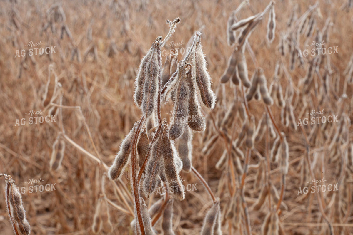 Dried Soybean Pods Ready for Harvest 410008