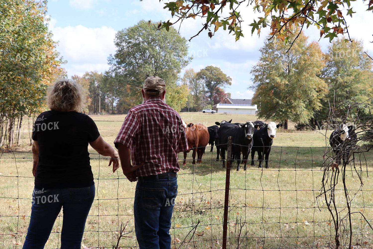 Farmers Looking at Cattle 201028