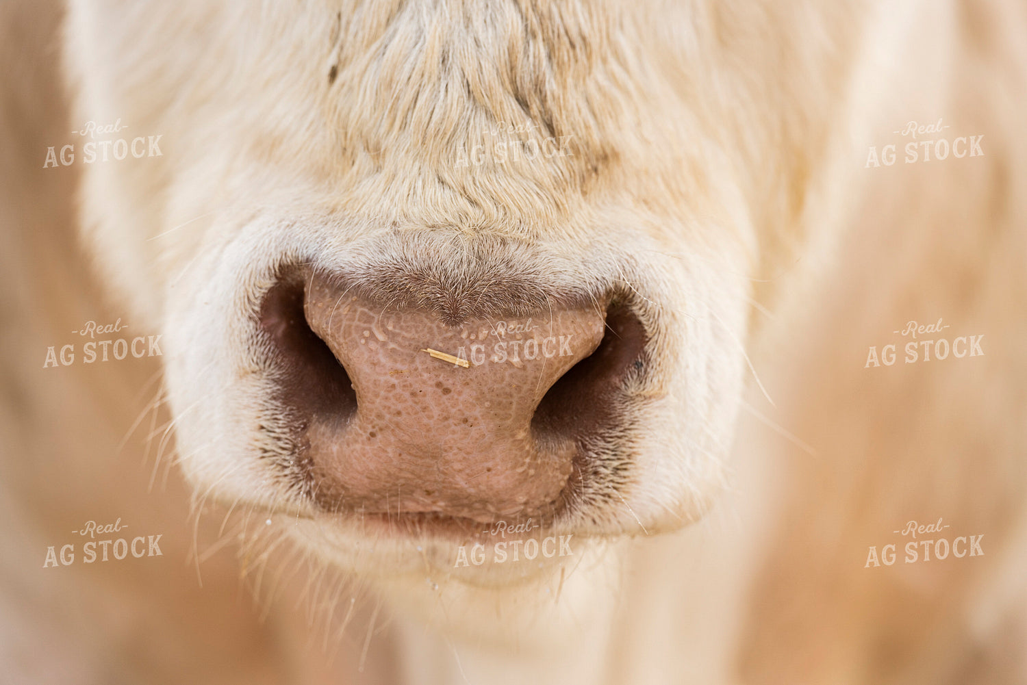 Simmental Cow Snout 195044
