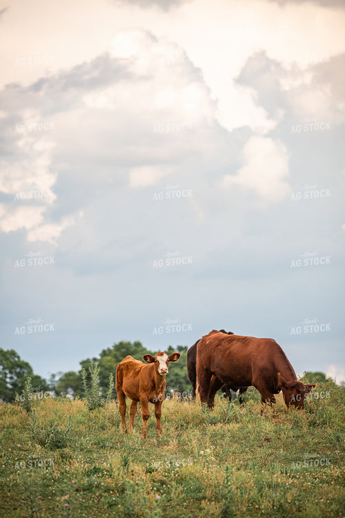 Cattle on Pasture 270242