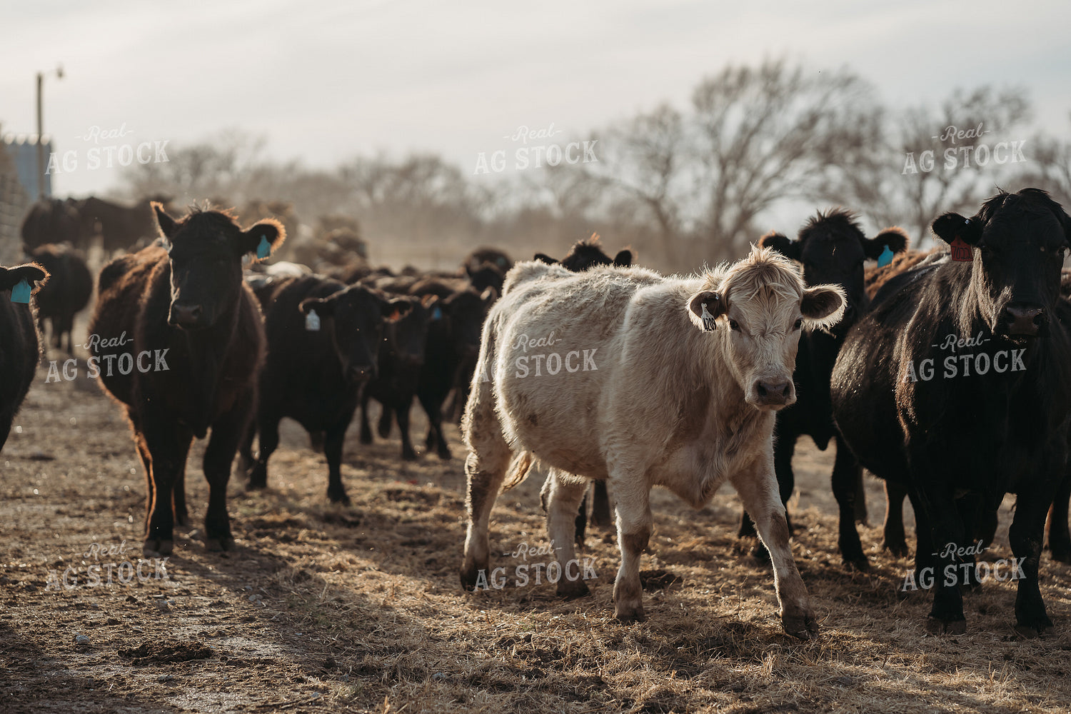 Unloading Cows on Pasture 196226