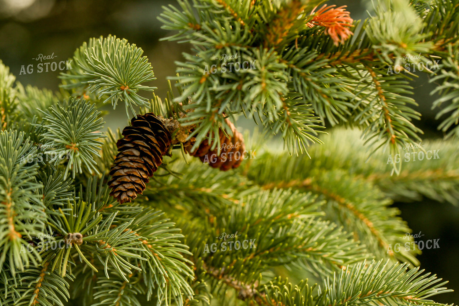 Evergreen Trees 161104