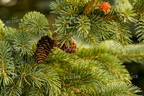 Evergreen Trees 161104