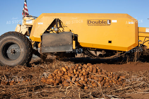 Potato Harvest 132194