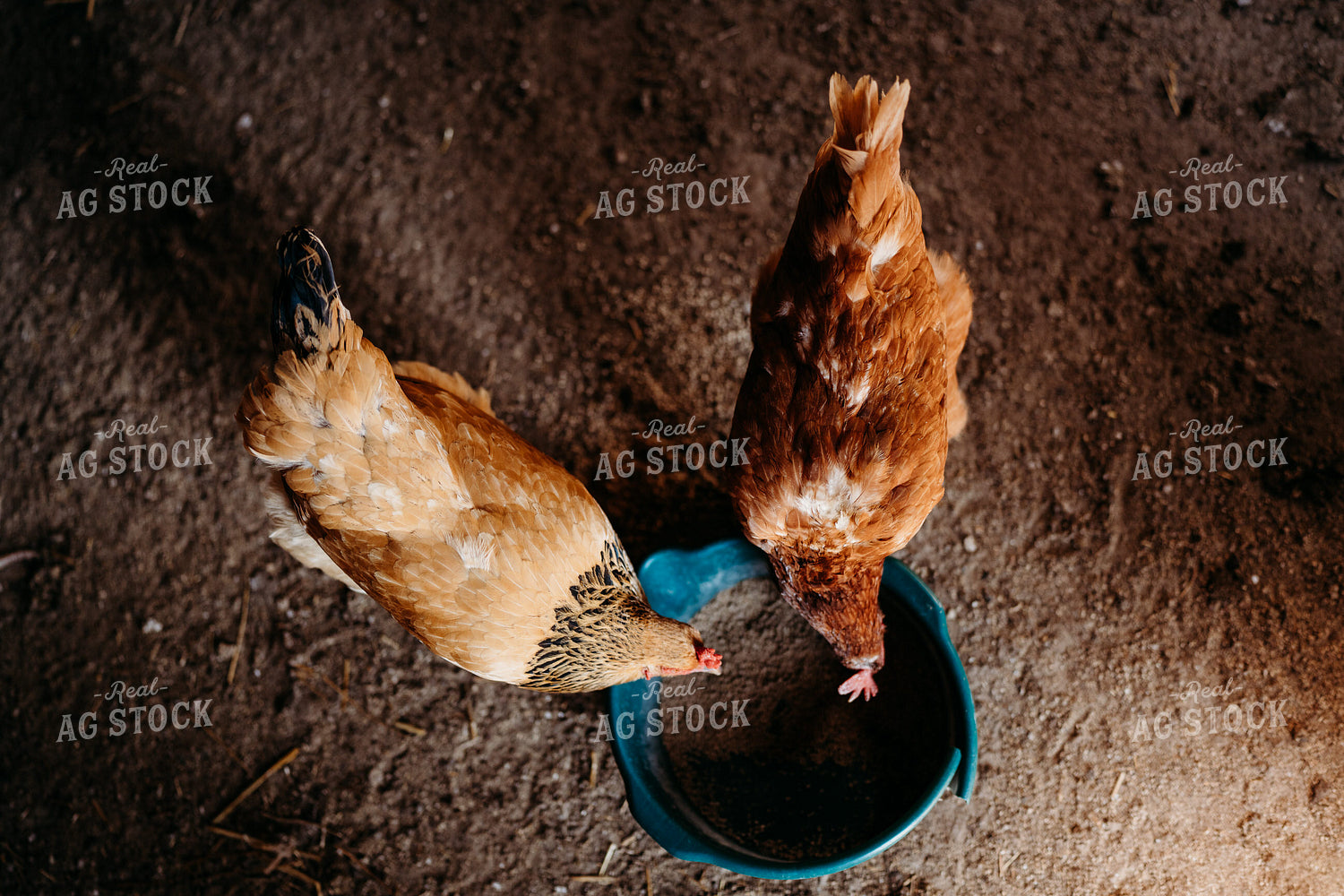 Chicken 196283