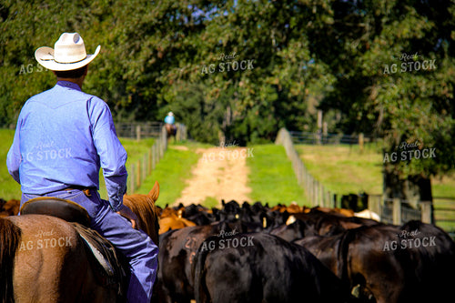 Rancher in Pasture With Cattle 119002