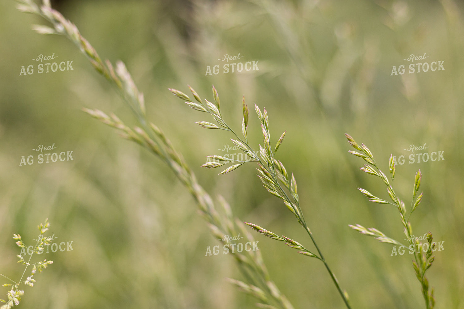 Pasture Grass Close Up 52410