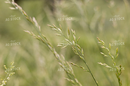 Pasture Grass Close Up 52410