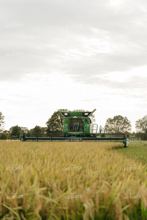 Rice Harvest 125284