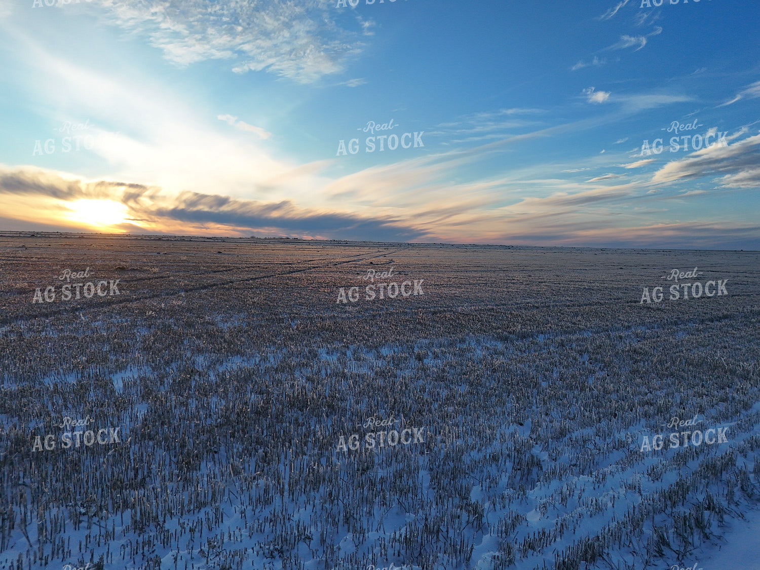Snow Covered Wheat Field 239094