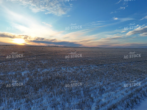 Snow Covered Wheat Field 239094
