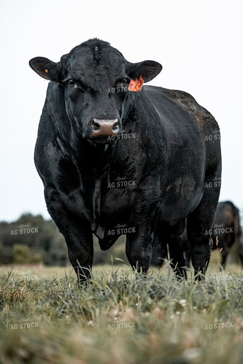 Angus Bull 250205