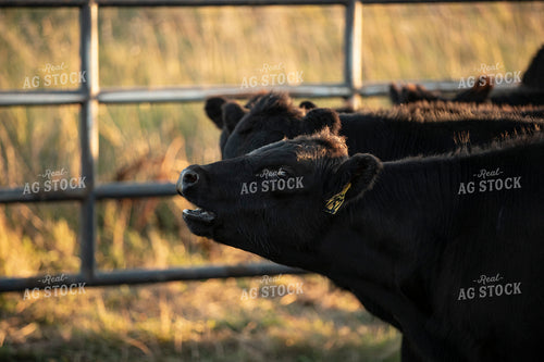 Cattle in Pen 285082