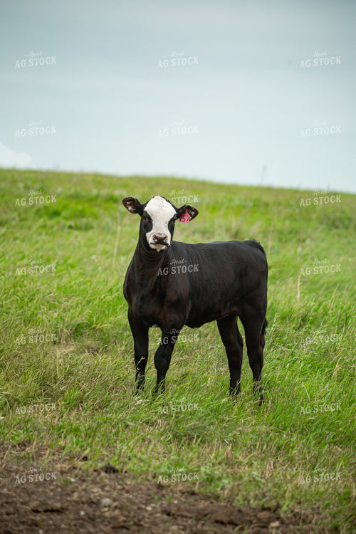 Cattle on Pasture 155615