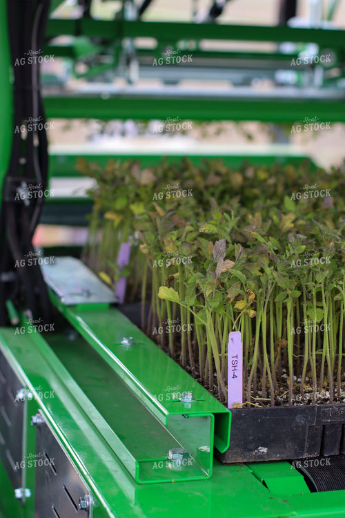 Tomato Plants 109009