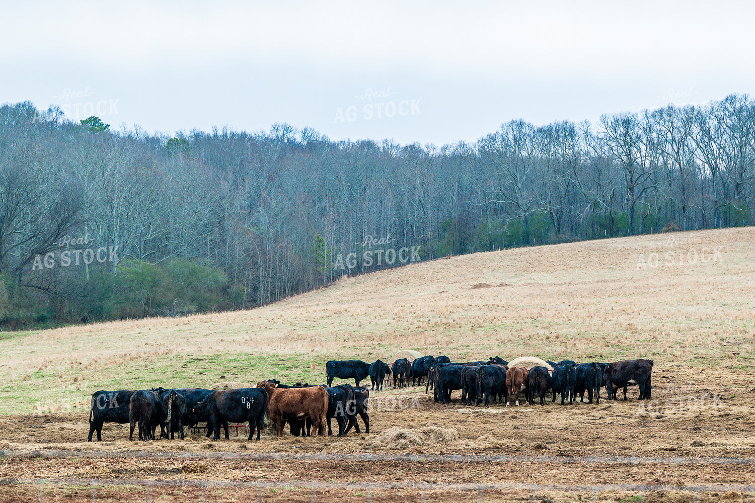 Cattle Eating Hay 192032