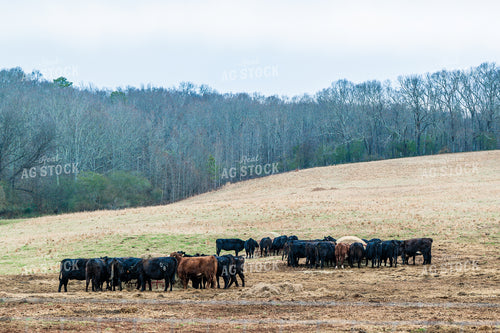 Cattle Eating Hay 192032