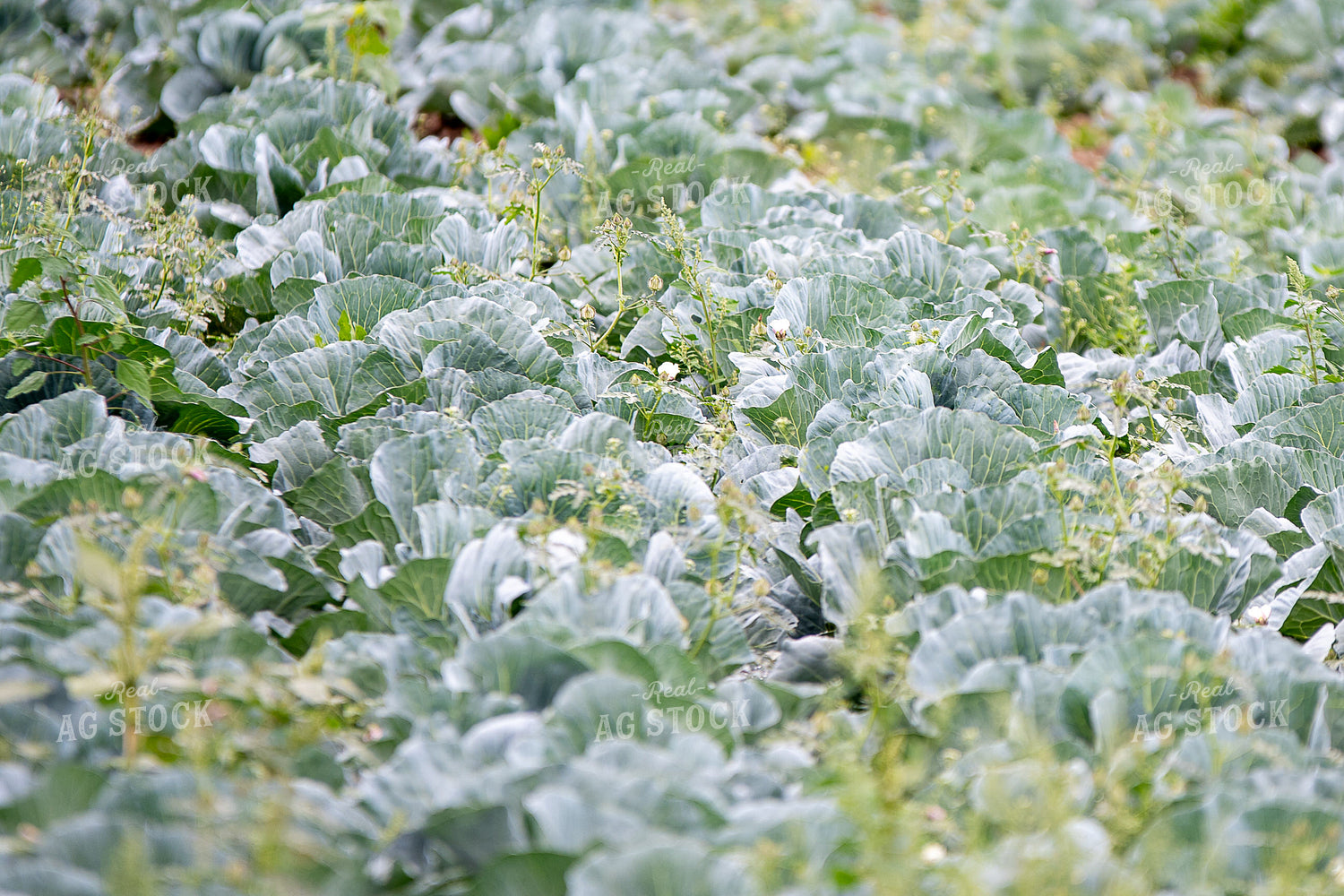 Cabbage 50398